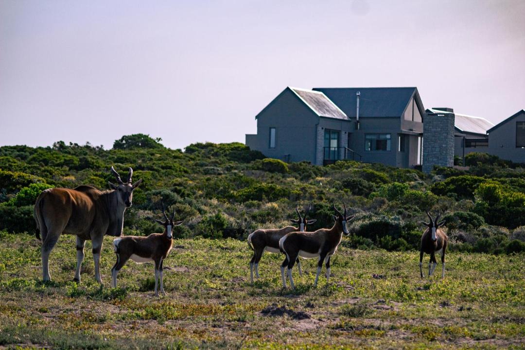 Photo of Others in Gansbaai
