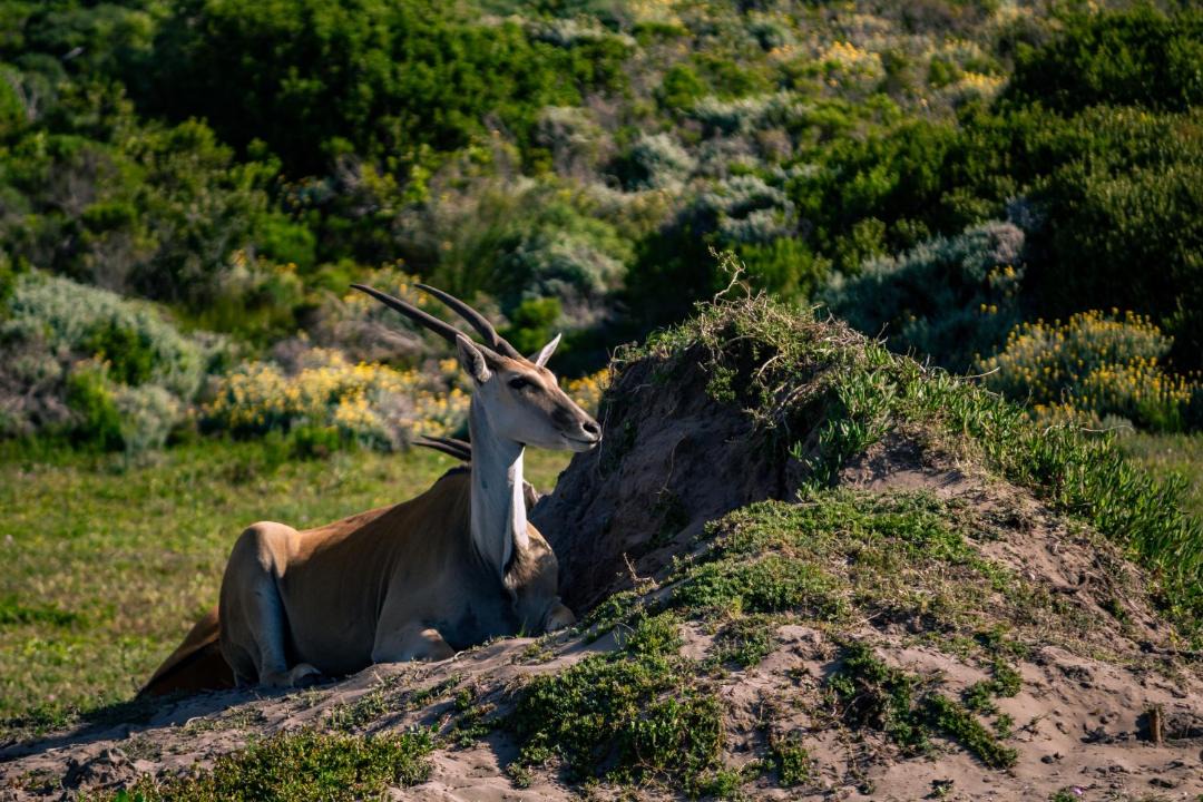 Photo of Others in Gansbaai