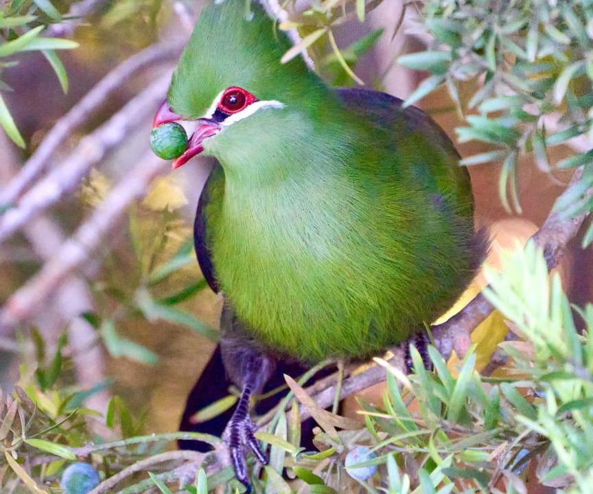 Photo of Others in Knysna