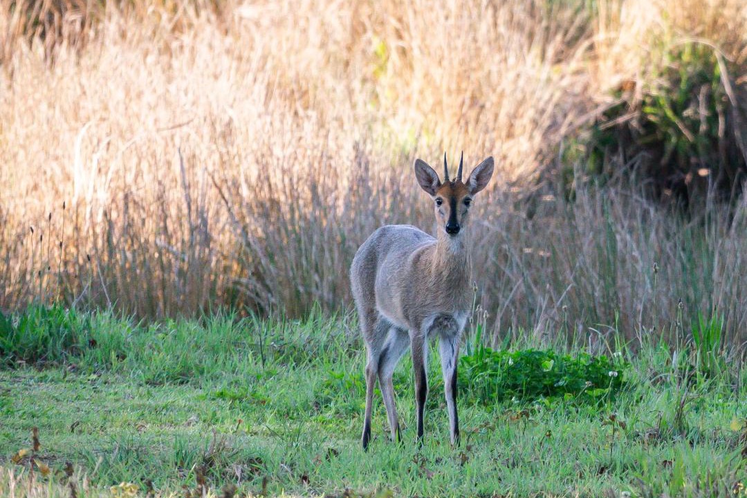 Photo of Others in Midlands Meander