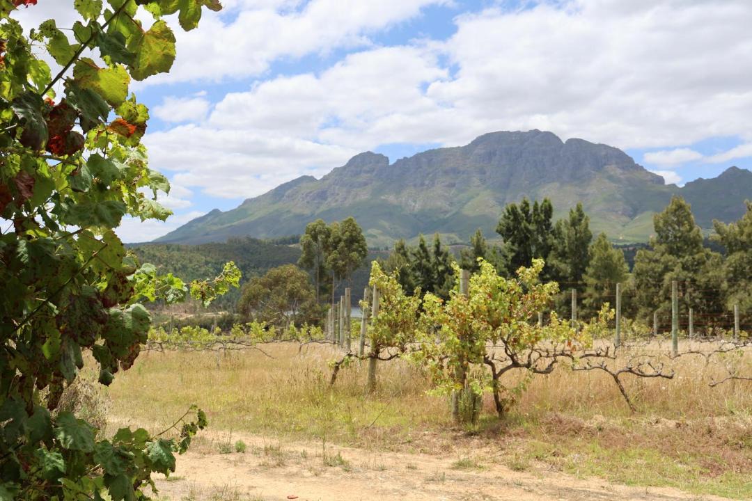 Photo of Others in Stellenbosch
