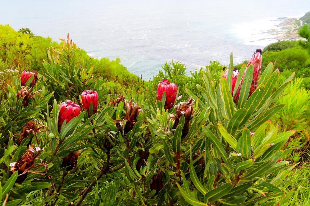 Photo of Others in Storms River