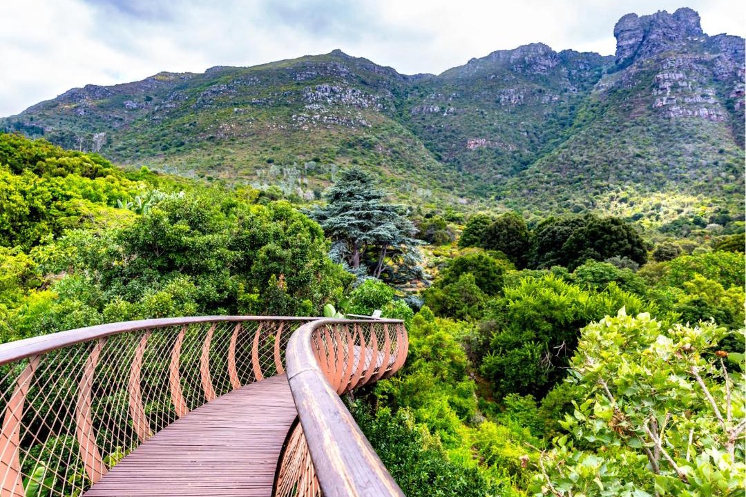 Photo of Others in Constantia