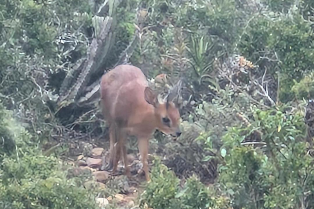 Photo of Others in Addo