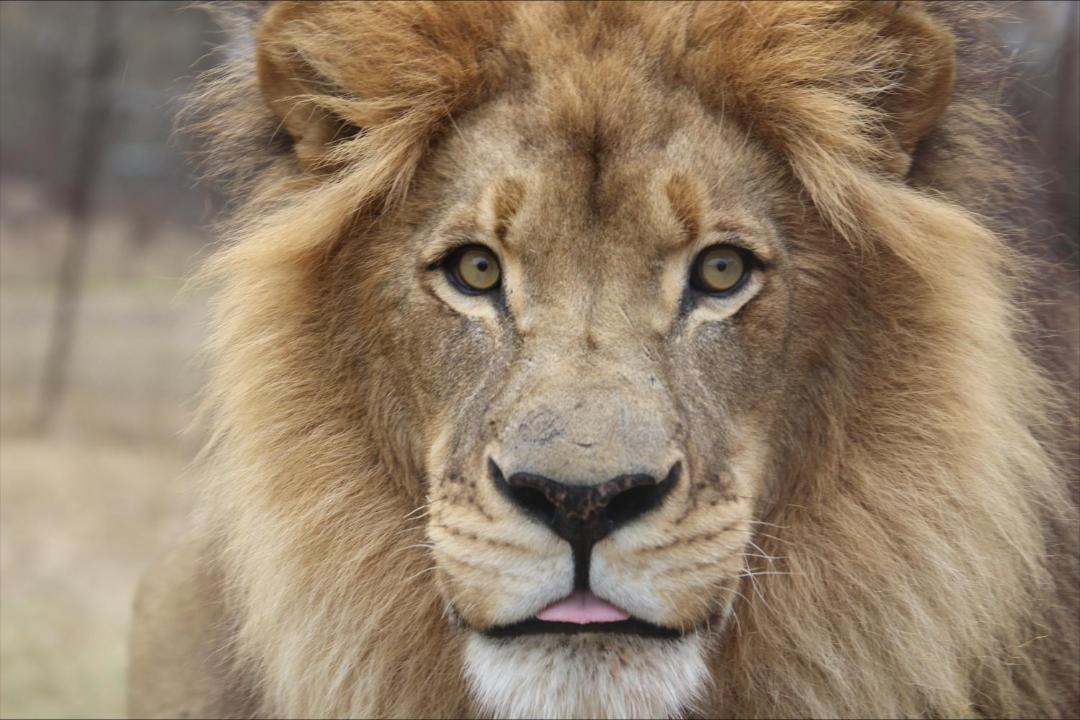 Photo of Others in Thorny Bush Game Reserve
