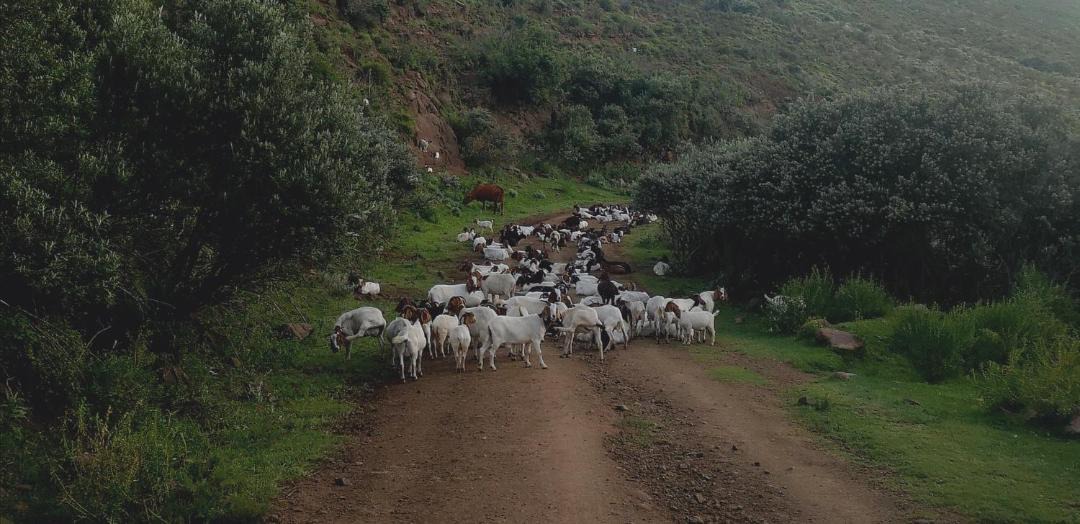 Photo of Others in Rhodes