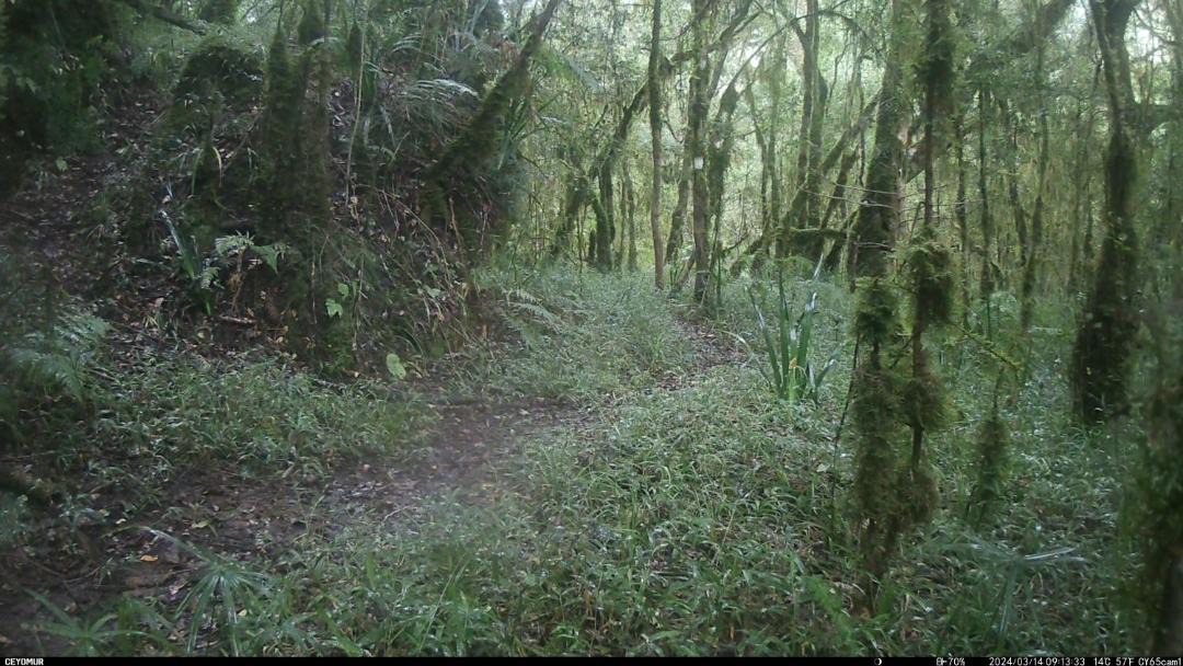Photo of Others in Cathkin Park