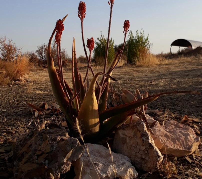 Photo of Others in Orania
