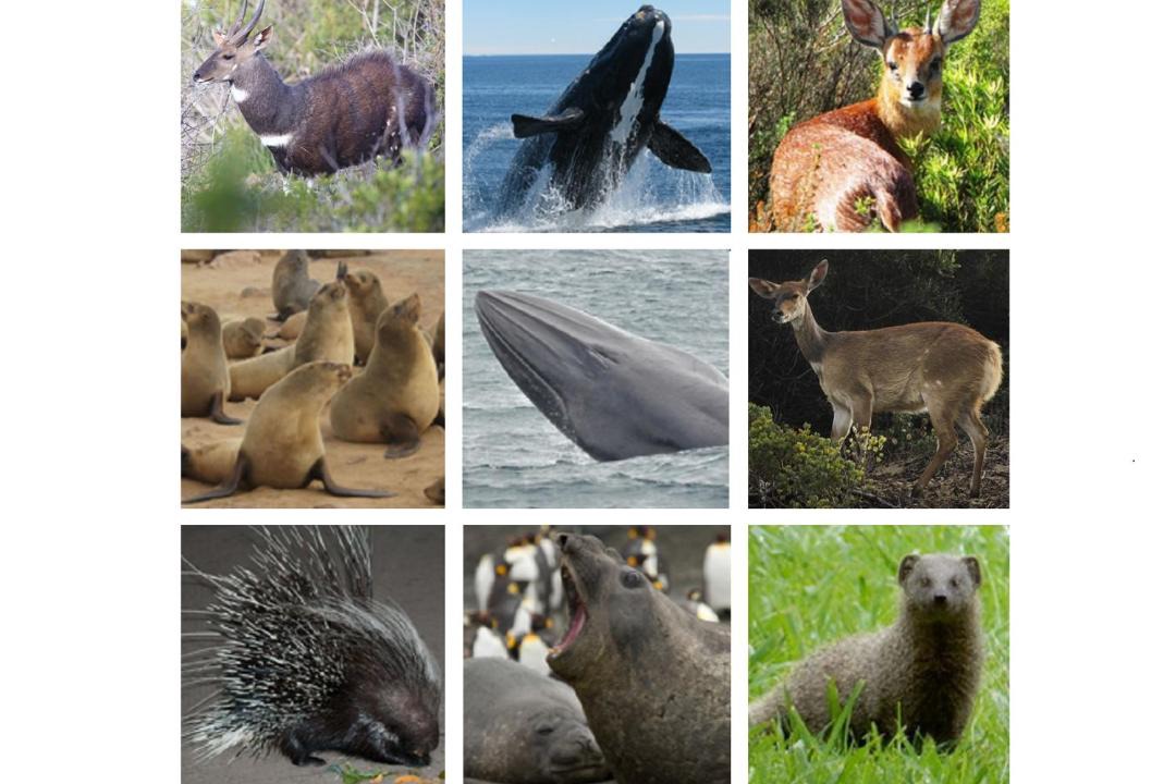 Photo of Others in Dana Bay