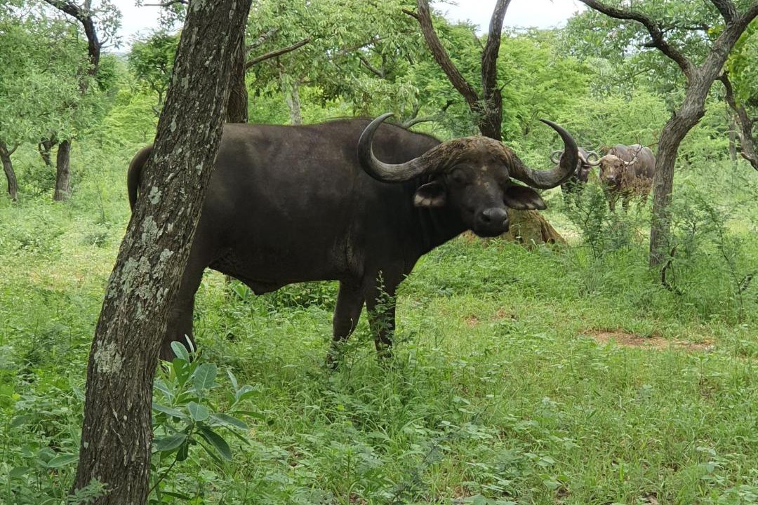 Photo of Others in Thorny Bush Game Reserve