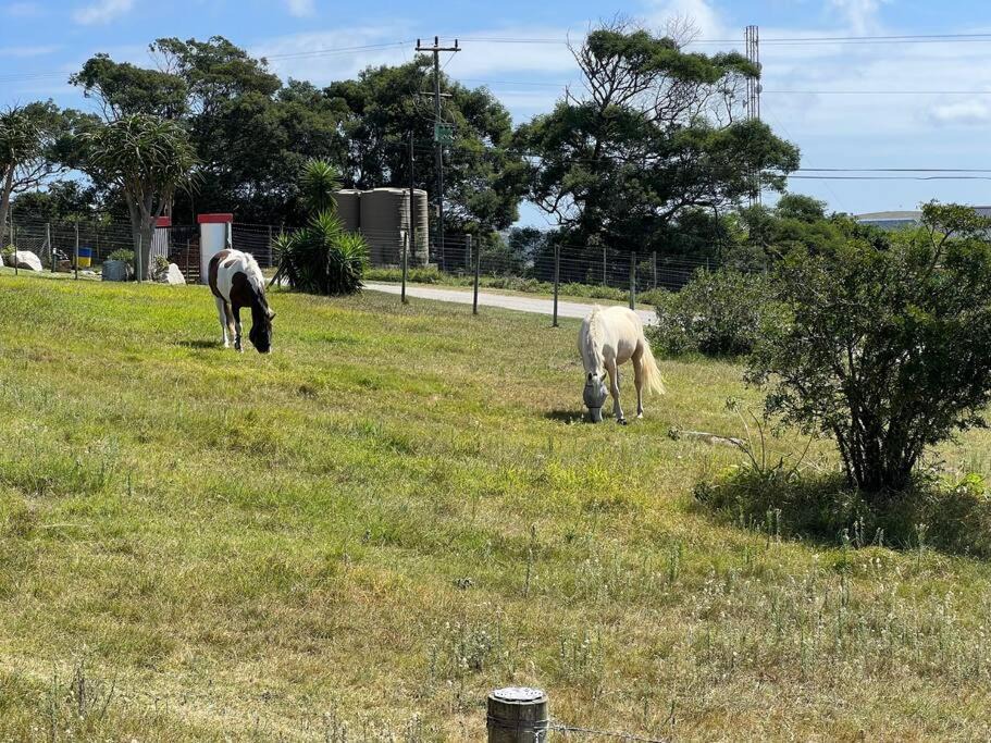 Photo of Others in Port Elizabeth