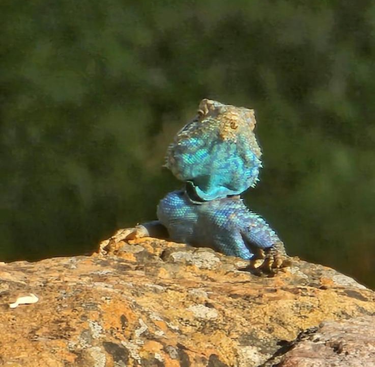 Photo of Others in Schoemanshoek