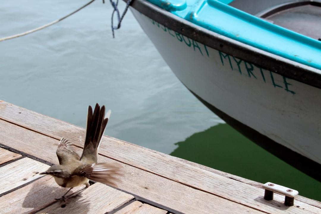 Photo of Others in Knysna