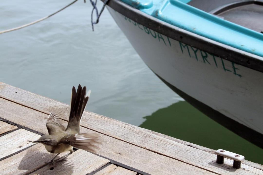Photo of Others in Knysna