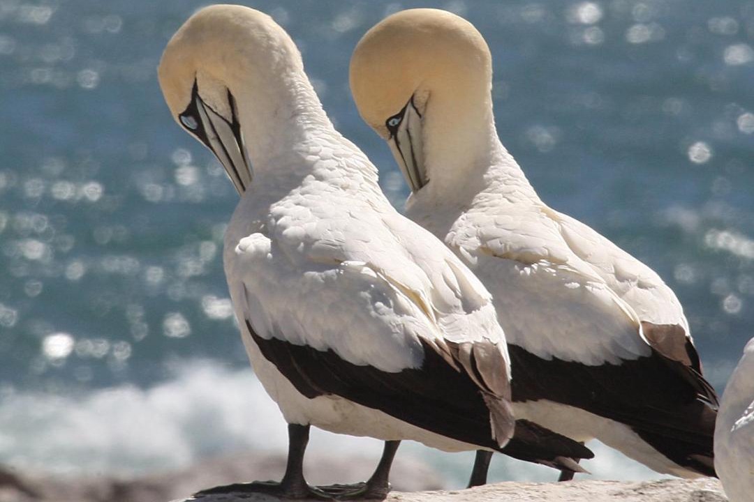 Photo of Others in Lambert's Bay