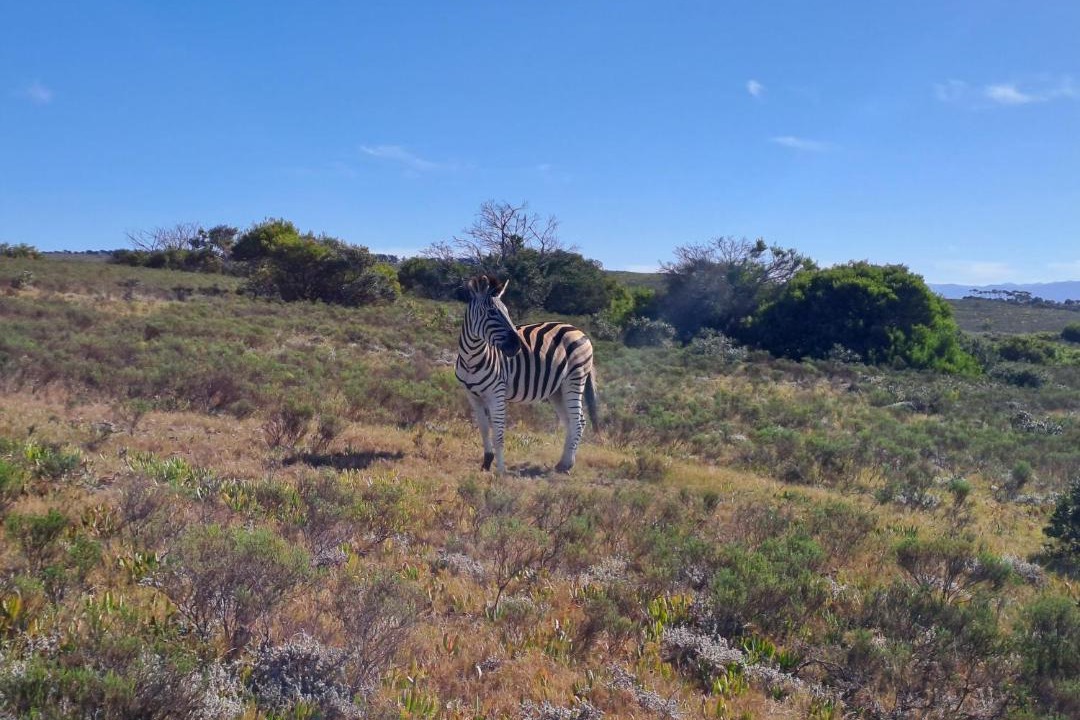 Photo of Others in Humansdorp