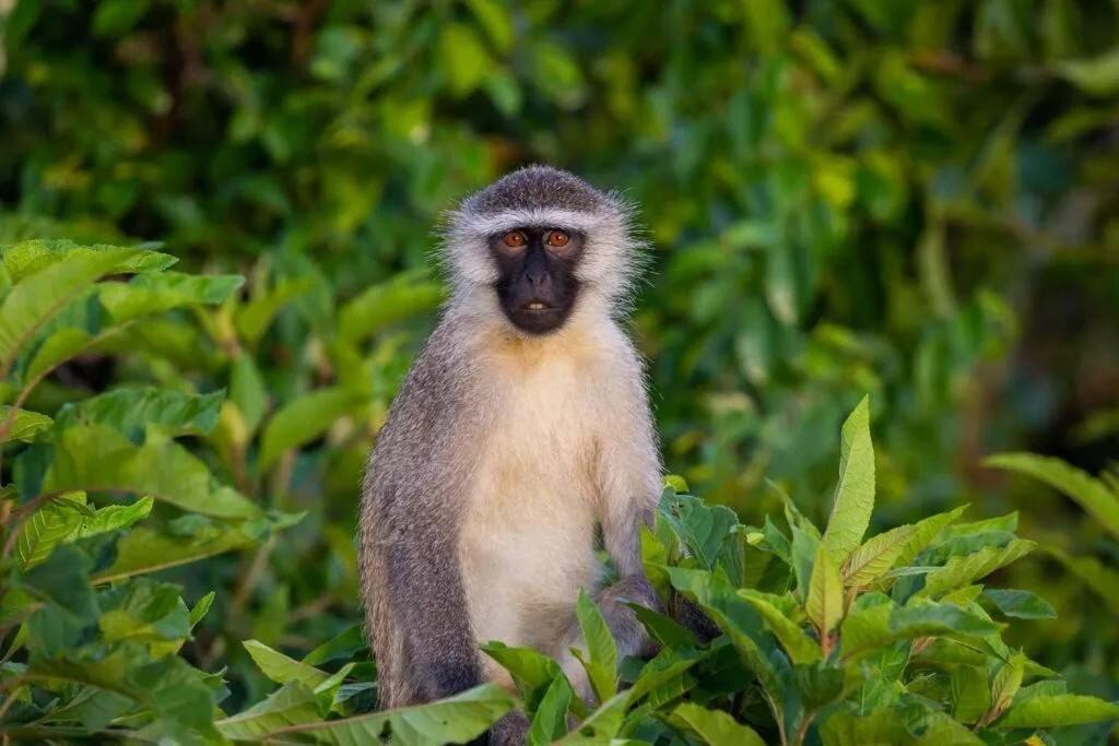 Photo of Others in Knysna Heights