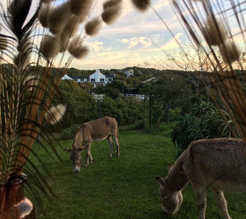 Photo of Others in Port Elizabeth