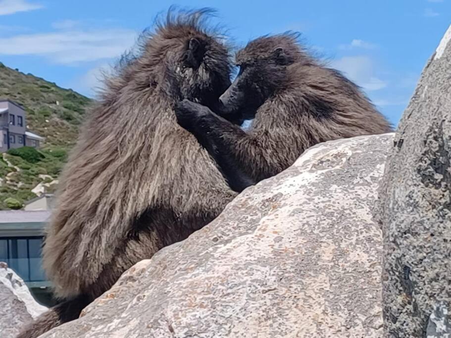 Photo of Others in Pringle Bay