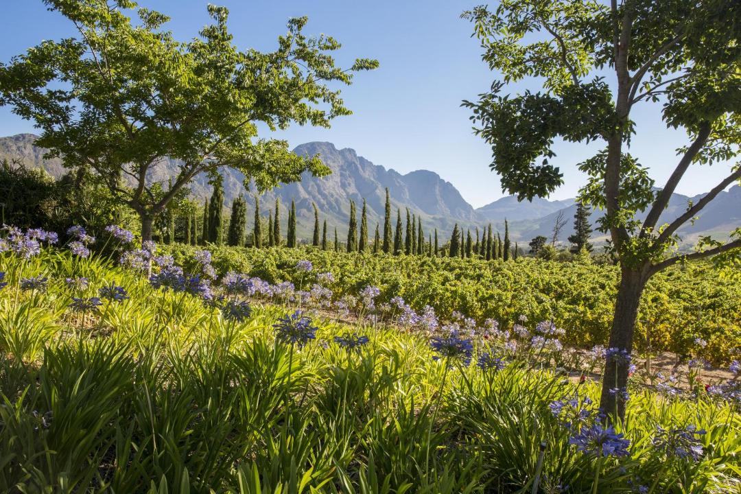 Photo of Others in Franschhoek