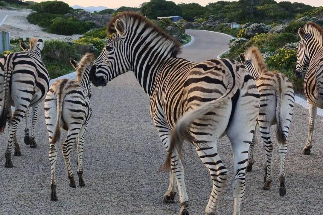 Photo of Others in Gansbaai