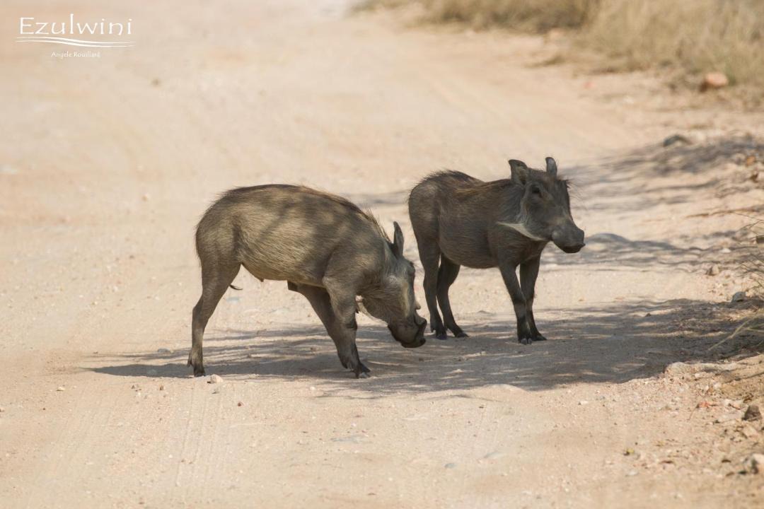 Photo of Others in Hoedspruit