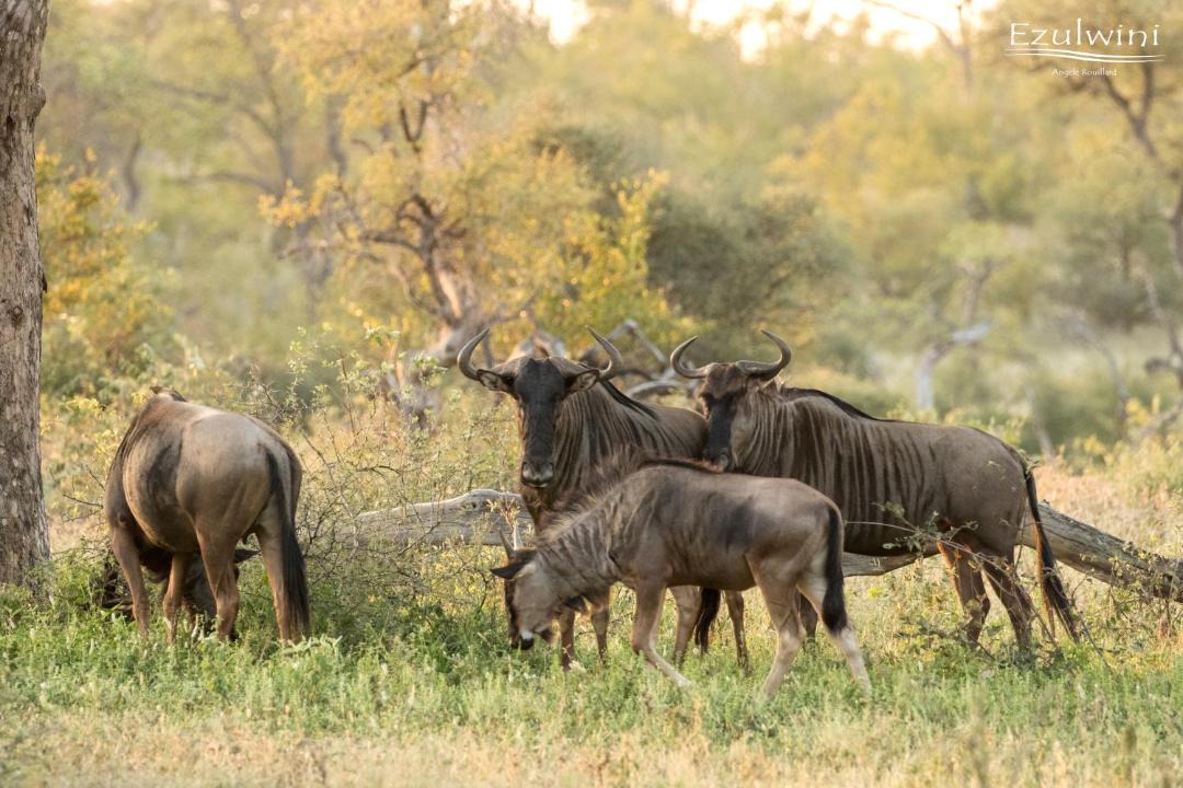 Photo of Others in Hoedspruit