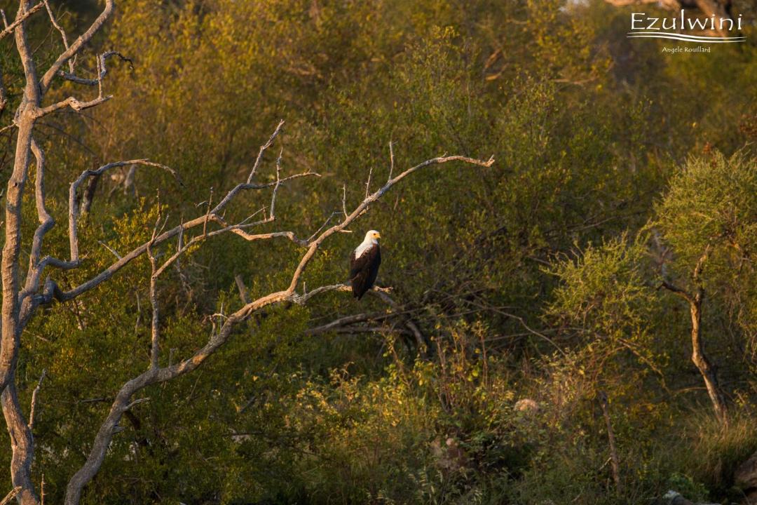 Photo of Others in Hoedspruit