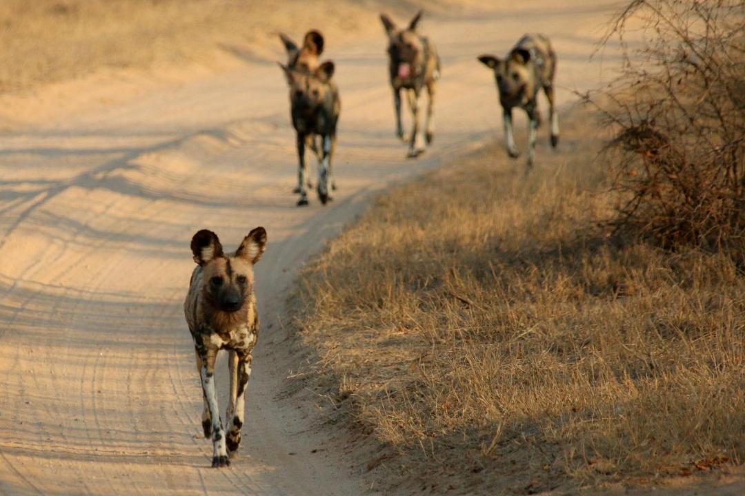 Photo of Others in Buffelspruit