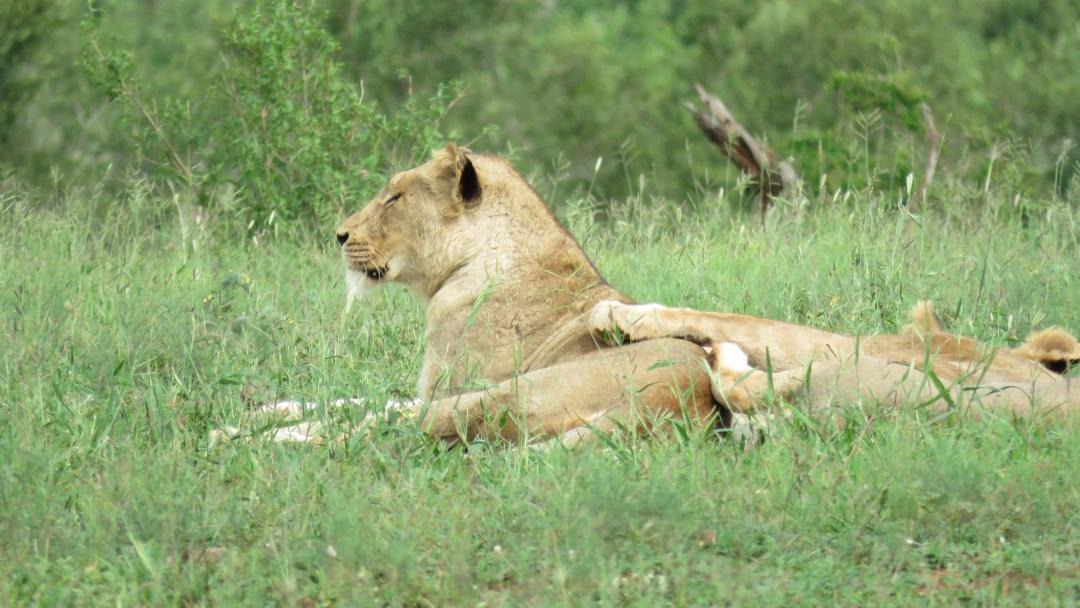 Photo of Others in Buffelspruit