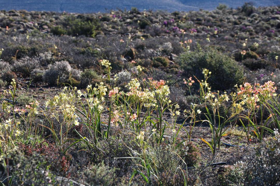 Photo of Others in Tankwa Karoo