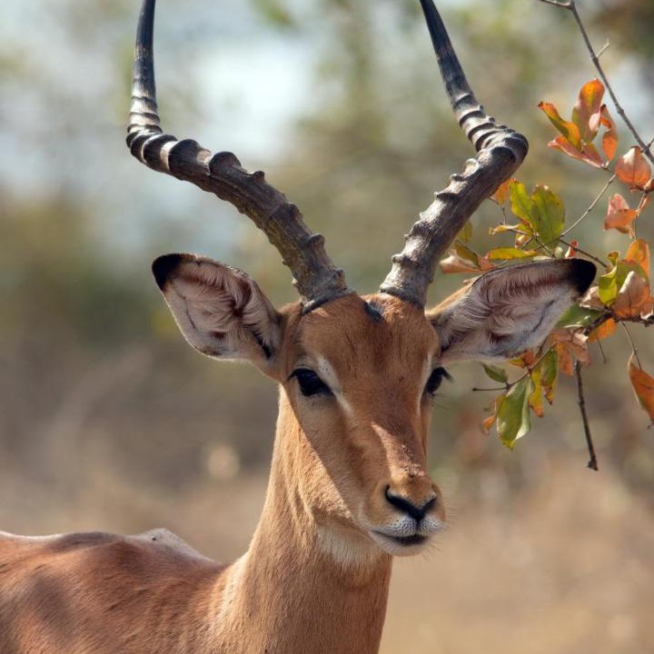 Photo of Others in Buffelspruit