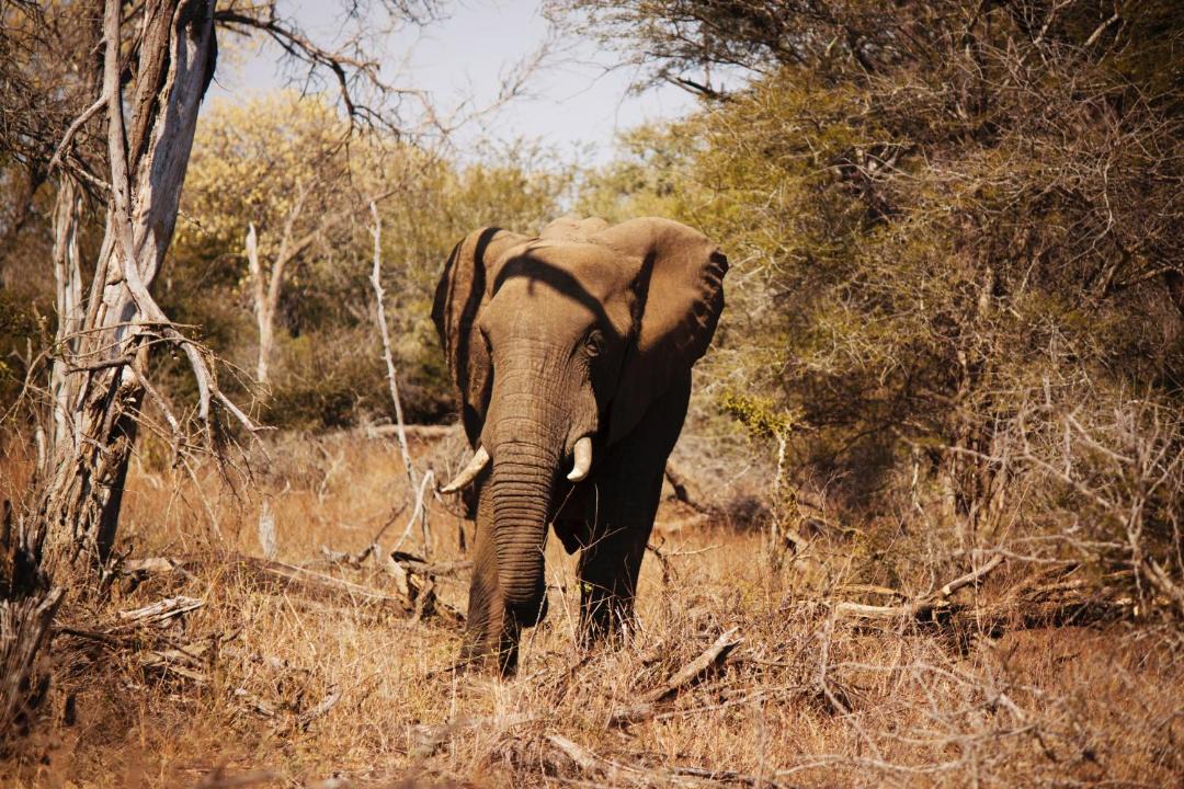 Photo of Others in Buffelspruit