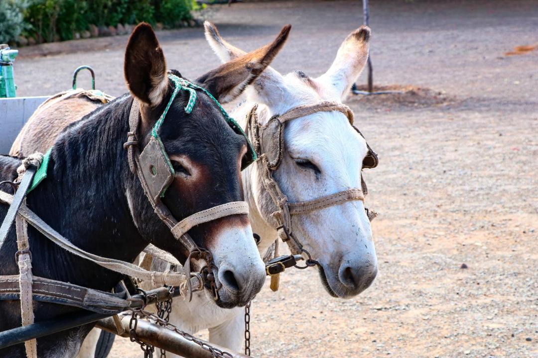 Photo of Others in Tankwa Karoo