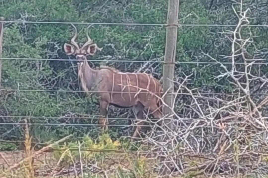 Photo of Others in Addo