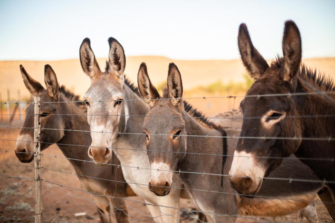 Photo of Others in Calvinia