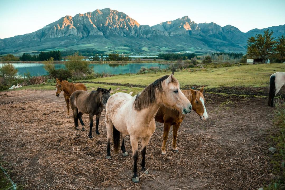 Photo of Others in Tulbagh