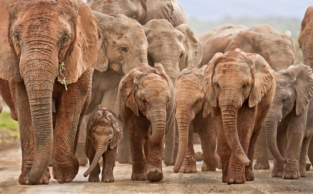 Photo of Others in Addo
