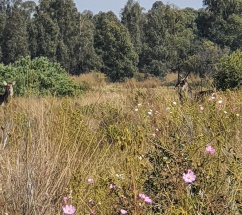 Photo of Others in Maanhaarand