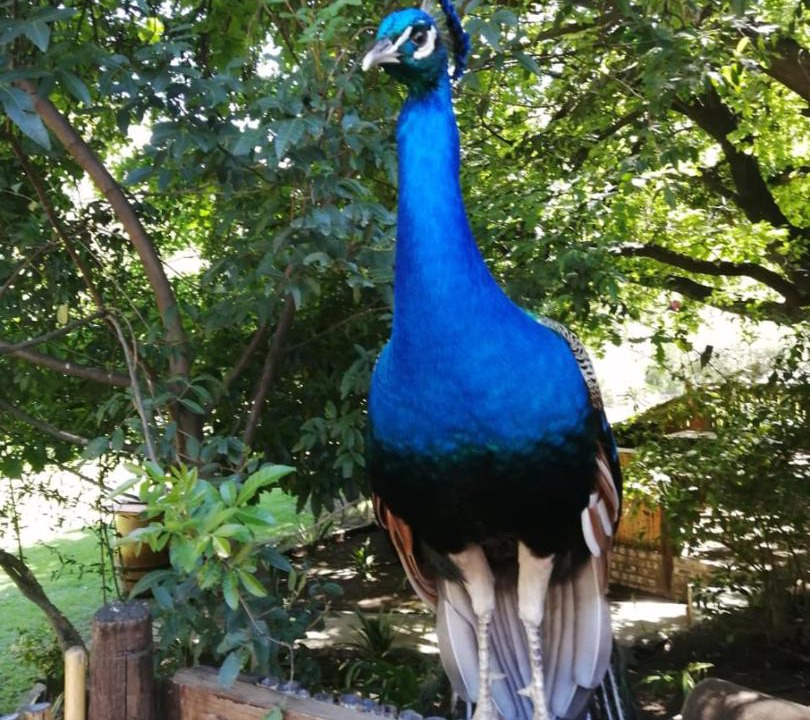 Photo of Others in Oudtshoorn