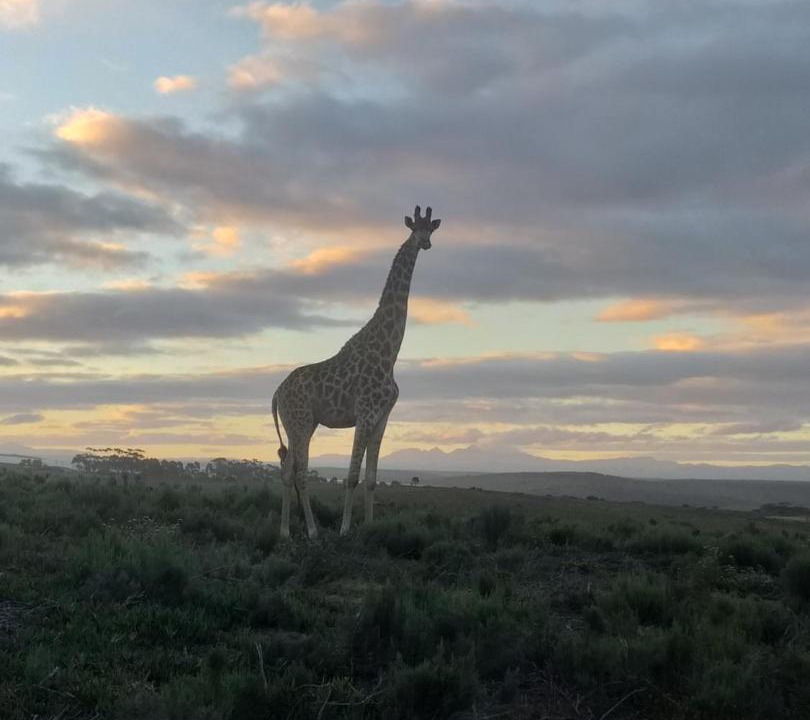 Photo of Others in Humansdorp