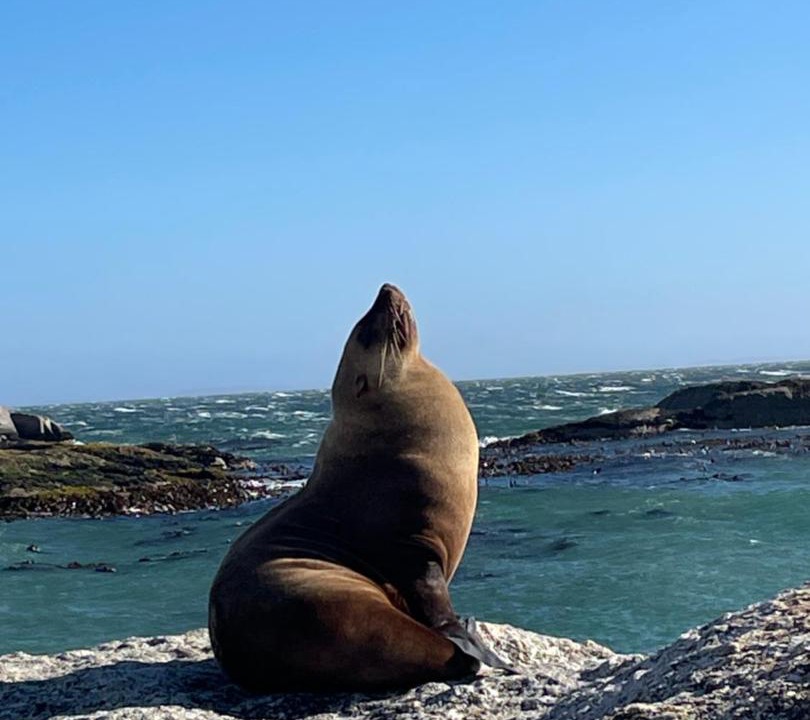 Photo of Others in Simon's Town