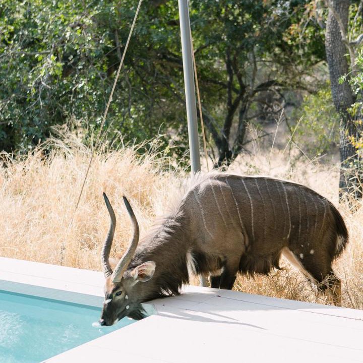 Photo of Others in Thorny Bush Game Reserve
