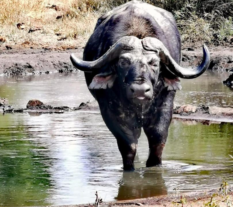 Photo of Others in Madikwe Game Reserve