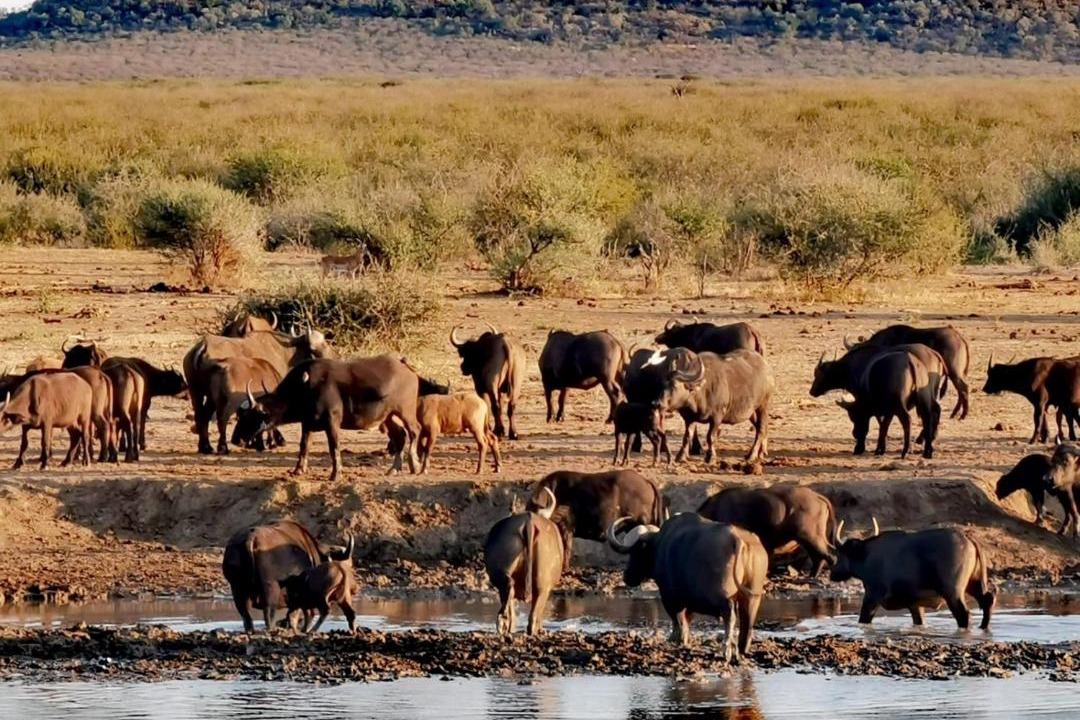 Photo of Others in Madikwe Game Reserve