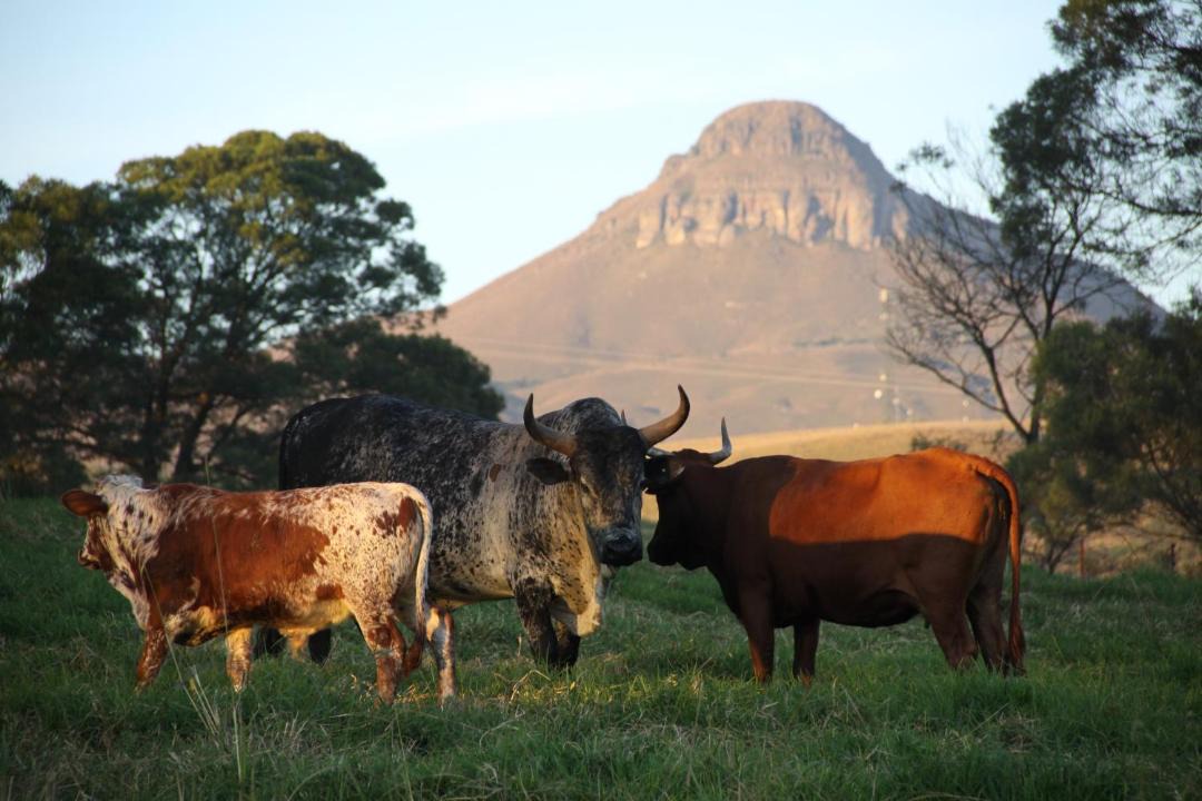 Photo of Others in Merrivale