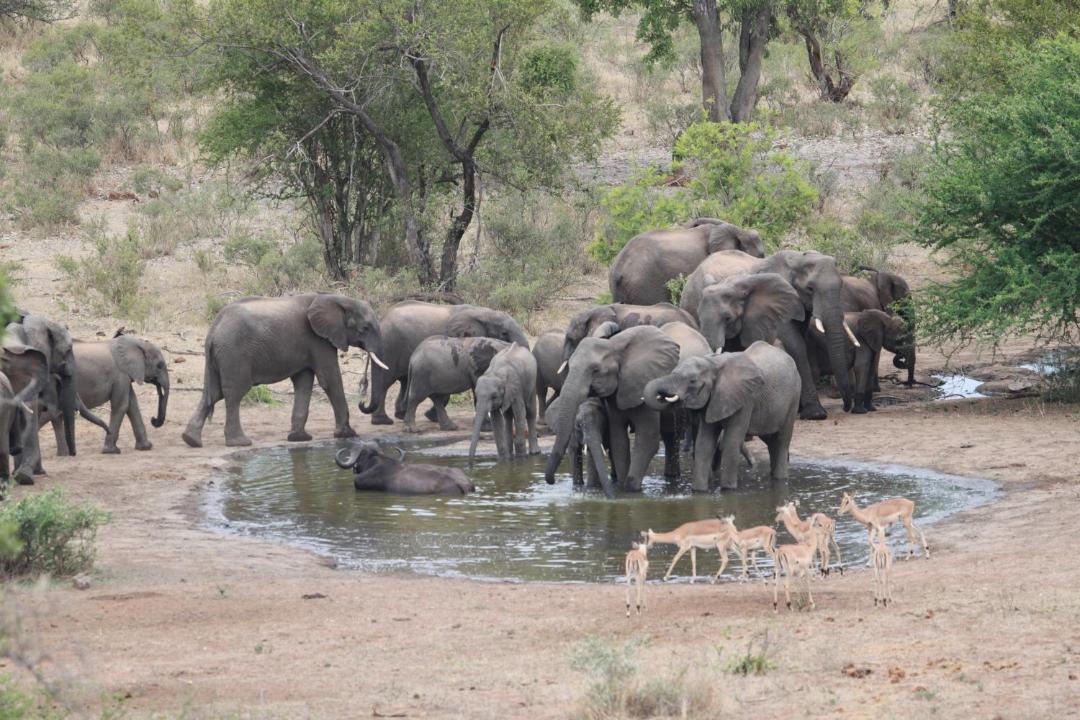 Photo of Others in Thorny Bush Game Reserve
