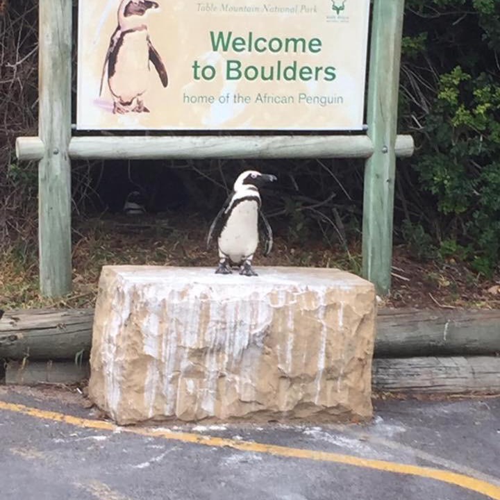 Photo of Others in Simon's Town
