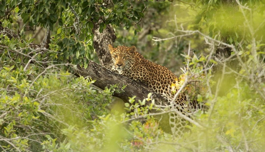 Photo of Others in Hluhluwe