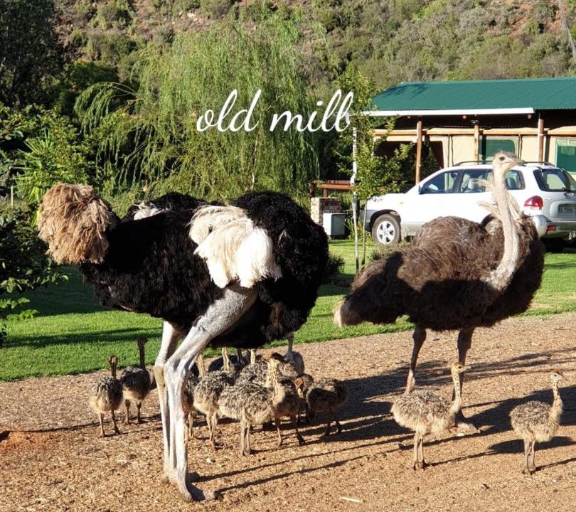 Photo of Others in Schoemanshoek